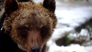 A murit un urs italian celebru pentru spargerea unei brutării 