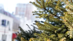 Ce pot să facă românii cu brazii de Crăciun? Recomandările Agenției Naționale pentru Mediu și Arii Protejate