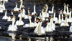 Poliţia britanică anchetează sacrificarea pentru consum a unei lebede