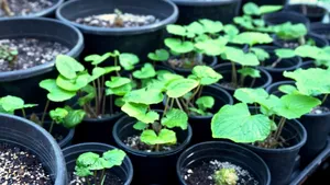 Ești fan Wasabi? Îl poți cultiva acasă, dar planta are o cerință neașteptată