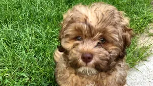 Surpriză neplăcută pentru un cuplu din Constanţa care a cumpărat un bichon maro. Ce a descoperit când l-a spălat 