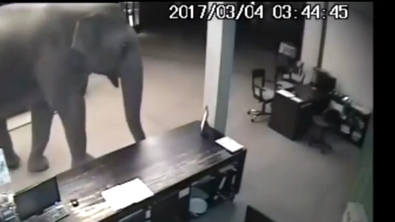 Oaspetele neobişnuit al unui hotel din Sri Lanka. Imagini virale cu elefantul, plimbându-se pe coridoare. VIDEO