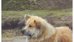 O carte pe zi: „Cin’ să tundă câini în Bran?”, de Stelian Ţurlea