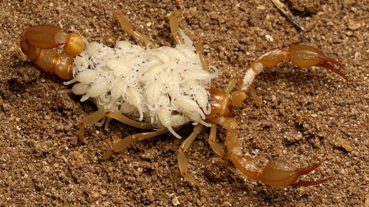 Un grup de adolescenţi din California a identificat două noi specii de scorpioni. Una dintre ele este în pericol de dispariţie