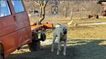Protecţia animalelor: Dosar penal şi amenzi de peste 25.000 de lei pentru un bărbat