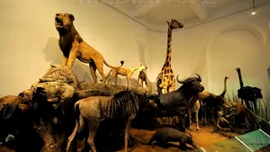 Muzeul Antipa a avut încasări de peste 30.700 lei în ziua deschiderii