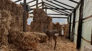 Viitorul căprioarei Fetiţa, salvată de o femeie din Galaţi, a fost decis. Animalul nu mai poate fi eliberat în sălbăticie