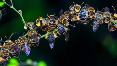 SOCIAL „Apocalipsa insectelor”, fenomenul alarmant ce duce la pierderea polenizatorilor la nivel global