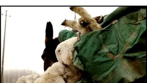 Fotograful Dragoş Lumpan duce 