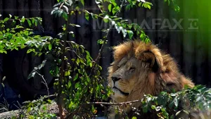 Responsabilul Zoo Rădăuţi, cercetat penal pentru vătămare corporală