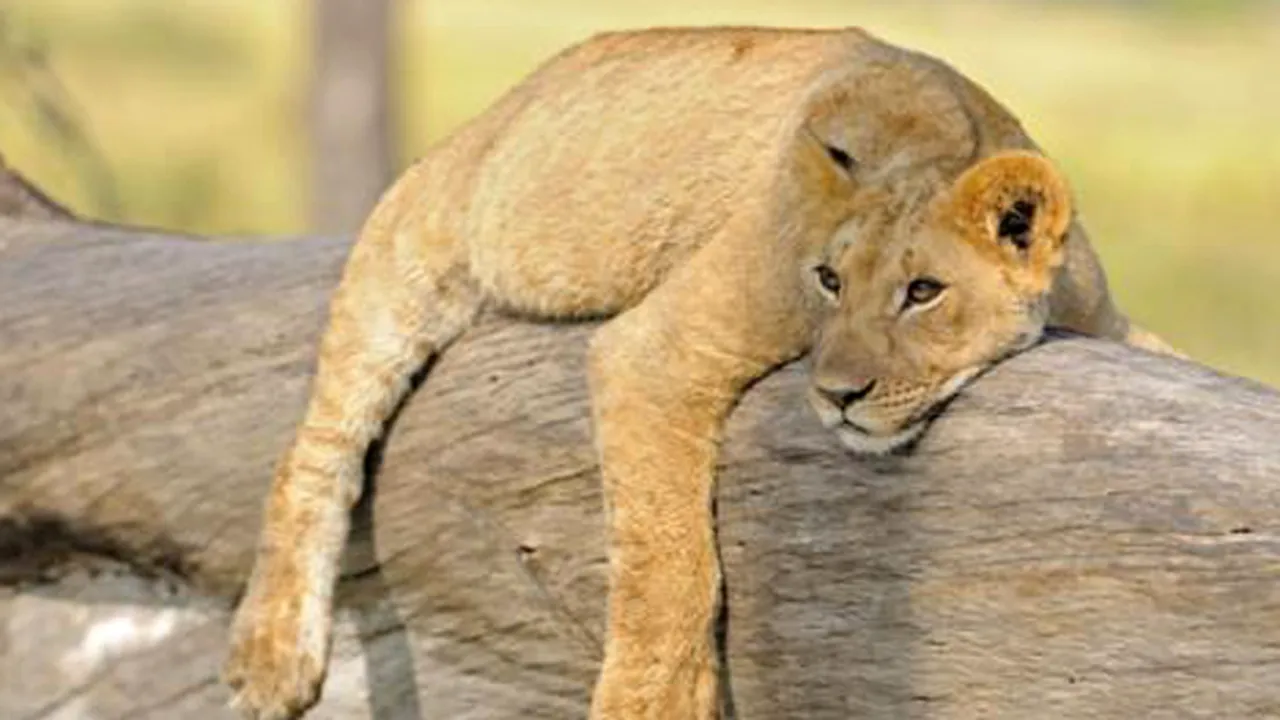 Un alt leu celebru a fost ucis în Africa. Leoaica Bibi din Kenya a fost otrăvită - FOTO