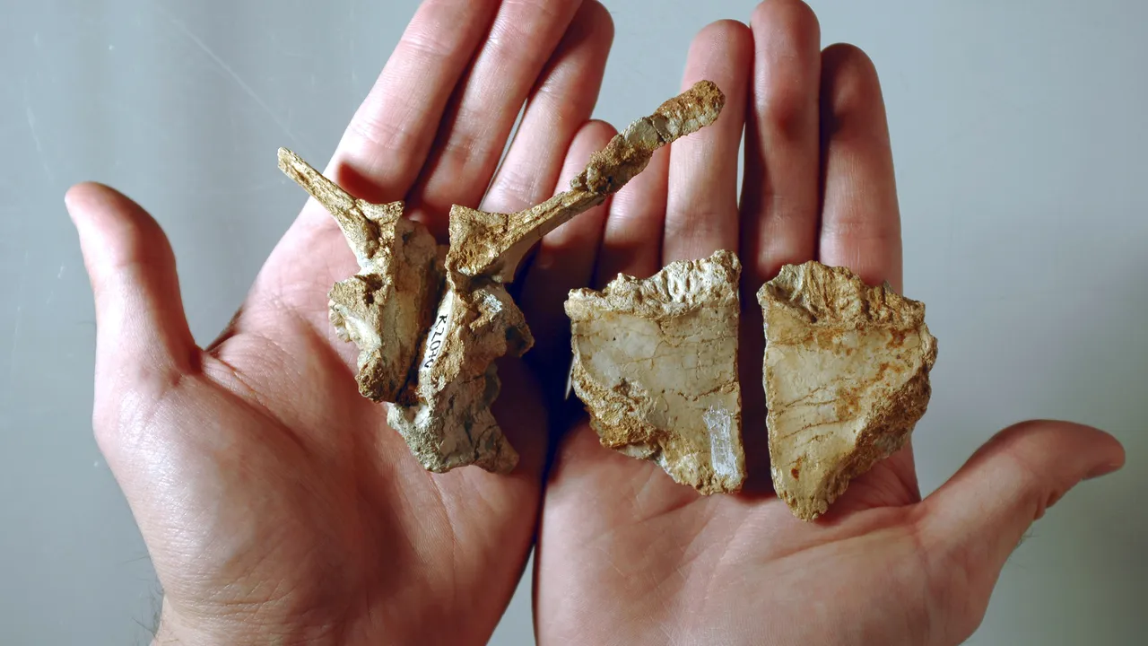 O nouă specie de dinozaur descoperită în Geoparcul Internaţional UNESCO Ţara Haţegului 