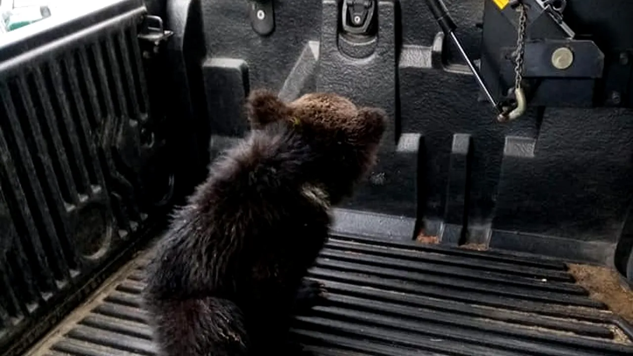 Un pui de urs rănit a fost găsit în zona Piscul Negru de pe Transfăgărăşan