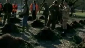 VÂNĂTOAREA DE LA BALC: Au fost ucişi 254 de mistreţi. Carnea va fi donată, după analize, unor cămine de bătrâni şi copii