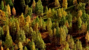 Romsilva: Avem 2,32 milioane ha de pădure certificate, una din cele mai mari suprafeţe din Europa