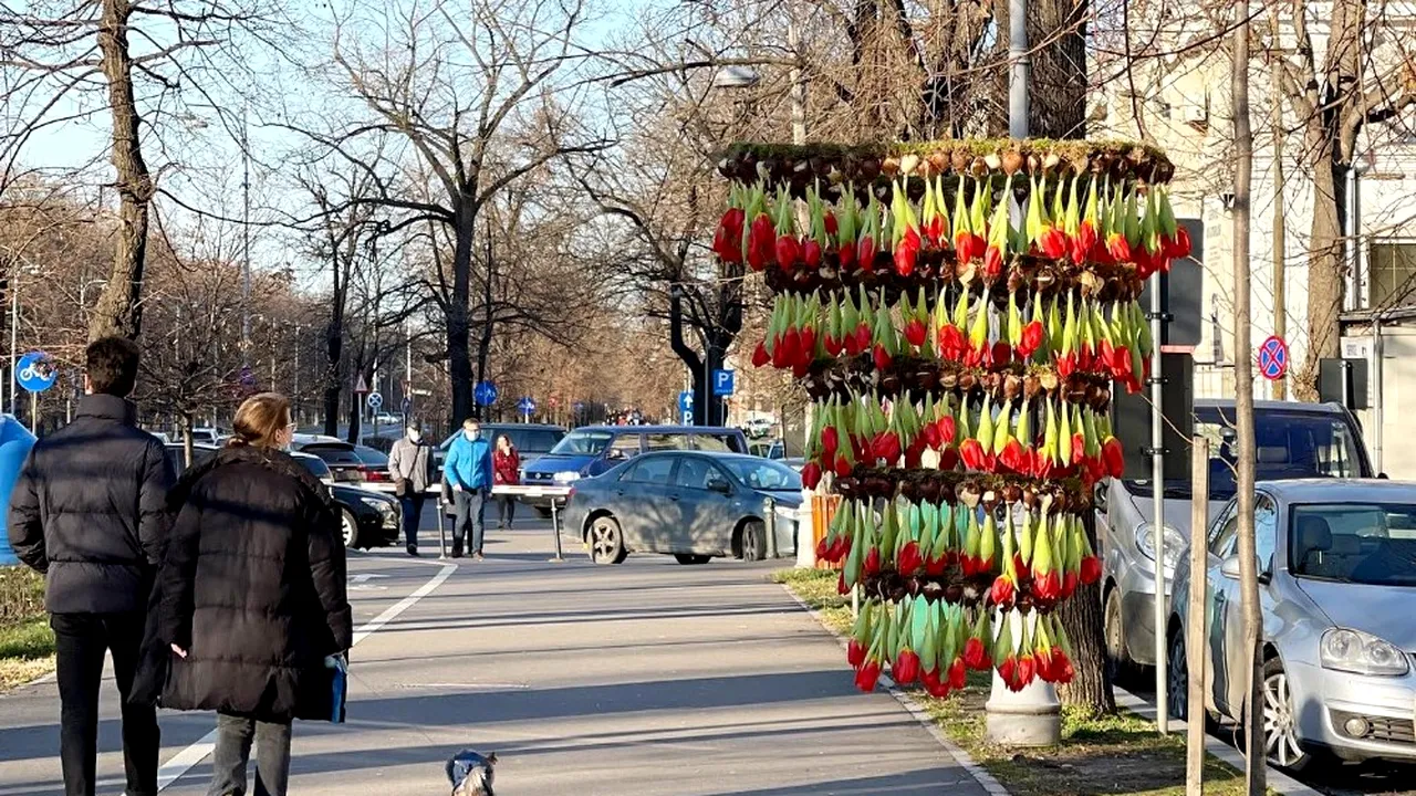 Nicu Bocancea aduce #SurprizePeParbrize în maratonul său floral-urban #TulipMania