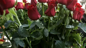 Musulmanii ruşi vor boicota trandafirii şi lalele olandeze