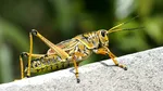 Invazie de lăcuste în Delta Dunării – terenurile agricole au fost afectate, iar ariile protejate ar putea fi în pericol