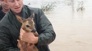 Pui de căprioară, salvat din calea inundaţiilor de Vânătorii de munte. Gestul, viral pe Internet. FOTO 