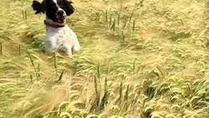 Imagini amuzante: Cum îşi găseşte stăpânul un căţel pierdut într-un lan - VIDEO