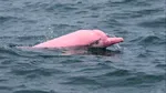 Un delfin roz, filmat în largul coastelor Omanului, a devenit viral. Specialiștii explică de ce are această culoare neobișnuită