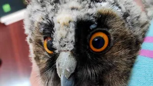 Pui de bufniţă salvat de sub o maşină. Micuţa pasăre va deveni mascota unei facultăţi din România - FOTO