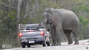 VIDEO Un elefant din Thailanda îşi învaţă puiul să fure mâncare din maşini