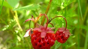 Genomul căpşunilor sălbatici şi cel al unei varietăţi de arbore de cacao, secvenţiate de cercetători