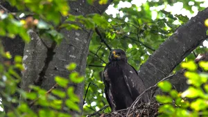  Cea mai iubită acvilă din România: Arlie a cuibărit cu succes după ce s-a întors acasă zburând 12.000 km - GALERIE FOTO