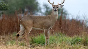 Sute de căprioare din America de Nord au fost testate pozitiv pentru COVID