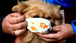 Avertismentul autorităţilor din Hong Kong i-a întristat pe iubitorii de animale. Măsura adoptată după ce un câine a fost depistat cu virusul 2019-nCoV