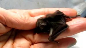 Un liliac de mărimea unui deget a zburat peste 2.000 de km, din Londra în Rusia. Ce s-a întâmplat cu acesta