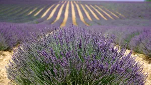 Cinci lucruri de văzut în însorita Provence: Câmpuri de lavandă, plantaţii de măslini şi plaje spectaculoase | FOTO