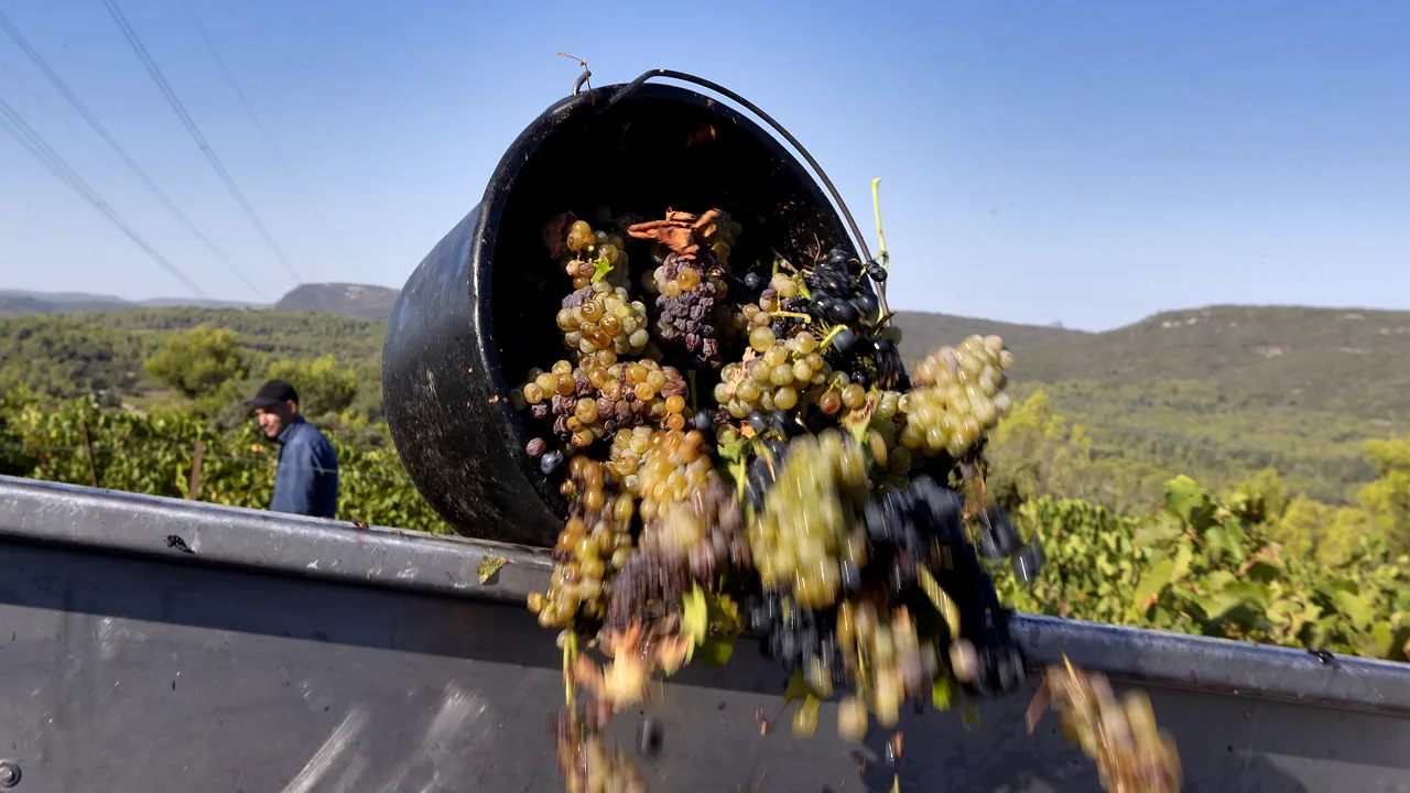 Producţia de vin din România a crescut cu 15% în 2023 şi cu 4% peste media ultimilor cinci ani