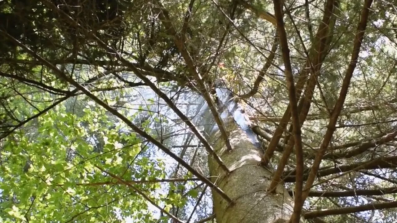VIDEO Cum au salvat pădurea de incendiu călugării de la un schit din România