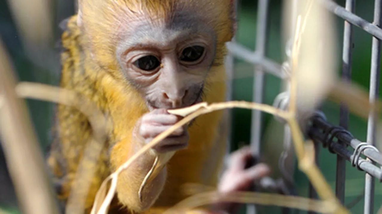 O maimuţă cu cap de bufniţă s-a născut într-o grădină zoologică din Franţa