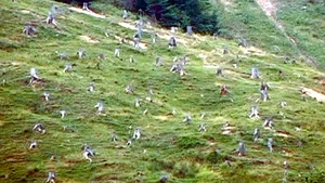 REPORTAJ: Pădure de o sută de hectare, rasă de pe un versant de deasupra unui sat din Argeş