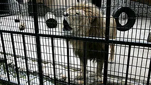 Brăila: Îngrijitoare atacată de lei, la grădina zoologică