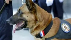 Diesel, câinele-erou mort în urma raidului de la Saint-Denis - FOTO