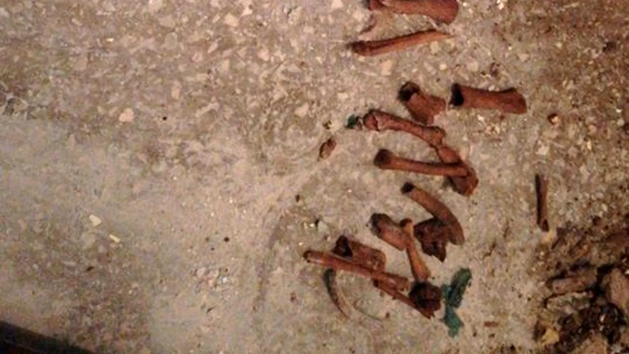 Misterul oaselor găsite în baia unei garsoniere din Gorj: Sunt foarte vechi, e nevoie de expertiză antropologică