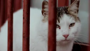 Peste 100 de pisici salvate de poliție în Sectorul 2. Imagini cu animalele surprinse de polițiști