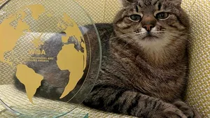 Motanul Stepan, simbolul Ucrainei, premiat printre cei mai populari influenceri din lume