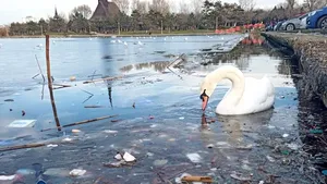 VIDEO Dezastru ecologic în Constanţa: lebede care înoată pe un lac plin de gunoie