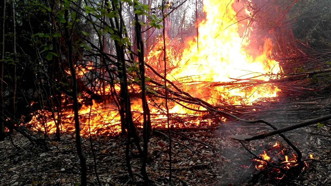 Un incendiu de vegetaţie uscată a cuprins 50.000 de metri pătraţi dintr-o pădure din Argeş