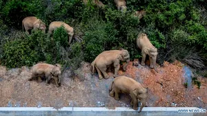 VIDEO Turma de elefanţi scăpată din rezervaţa naturală din Yunnan, ravagii în valoare 1,7 milioane de dolari