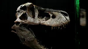 Colecționarii de fosile: Sotheby's îl scoate la licitație pe dinozaurul „Gus” la 30 de milioane de dolari. Ce are special