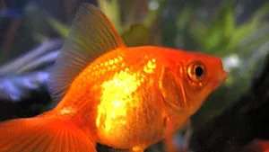 Peştişori aurii, folosiţi pentru a verifica puritatea apei din toalete la summitul G20