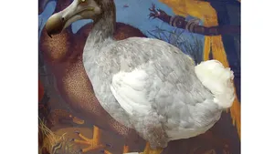 Un fragment dintr-un os de pasăre dodo, scos la licitaţie la Londra - FOTO