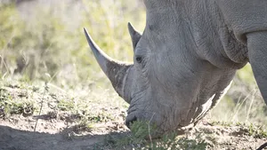 Sudan, ultimul mascul de rinocer alb nordic de pe Terra a murit