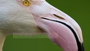 Un flamingo „fugar” a fost găsit după 17 ani VIDEO